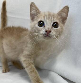 Taffy -  Domestic Short Hair Cat for Adoption in Greensboro, North Carolina - Taffy | PetCurious