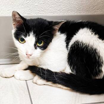 Domestic Short Hair Cats Available for Adoption in Austin, Texas - Wanda Sue | PetCurious