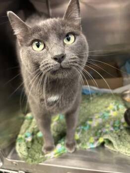 Rescue Domestic Short Hair Cats for Adoption in Lafayette, Indiana - Mickey Mouse | PetCurious