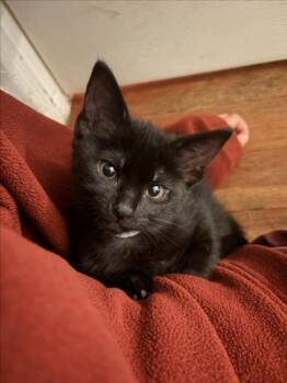*NIXIE -  Domestic Short Hair Cat for Adoption in Woodland, California - *NIXIE | PetCurious