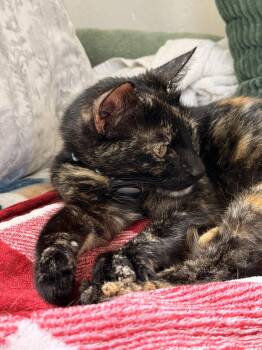 Ottessa -  Domestic Short Hair Cat for Adoption in San Jose, California - Ottessa | PetCurious