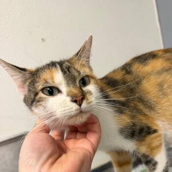 Carol -  Domestic Short Hair Cat for Adoption in Birmingham, Alabama - Carol | PetCurious
