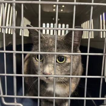 Nica -  Domestic Short Hair Cat for Adoption in Greensboro, North Carolina - Nica | PetCurious