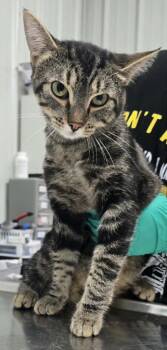 Tiger -  Domestic Short Hair Cat for Adoption in Hillsdale, Indiana - Tiger | PetCurious