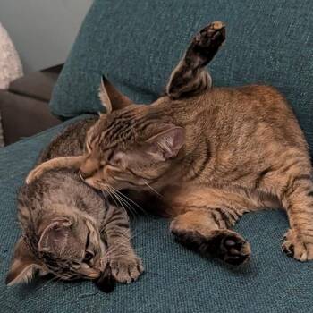 Han Solo and Tweety (bonded pair, reduced adoption fee) -  Domestic Short Hair Cat for Adoption in Melrose, Massachusetts - Han Solo And Tweety (bonded Pair, Reduced Adoption Fee) | PetCurious