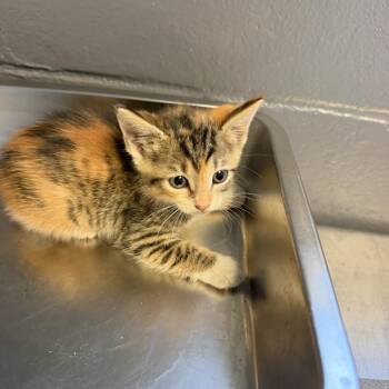 TUSC-Stray-84839_2_3_4 -  Domestic Short Hair Cat for Adoption in Tuscaloosa, Alabama - TUSC-Stray-84839_2_3_4 | PetCurious