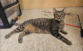 Isabella -  Tabby and Domestic Short Hair Cat for Adoption in Pearland, Texas - Isabella | PetCurious
