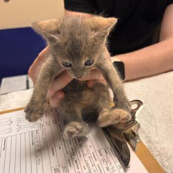 Matisse -  Domestic Short Hair Cat for Adoption in Tempe, Arizona - Matisse | PetCurious
