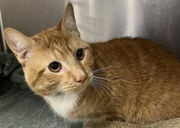 Domestic Short Hair Cats Available for Adoption - BECKETT | PetCurious
