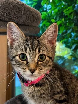 Tabby and Domestic Short Hair Cats Available for Adoption in Greensburg, Pennsylvania - Callum | PetCurious