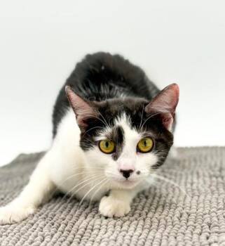 Domestic Short Hair Cats Available for Adoption in Bowling Green, Kentucky - Bambi | PetCurious
