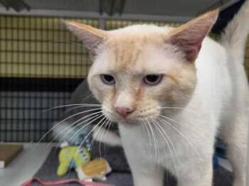 Domestic Short Hair Cats Available for Adoption in Fernandina Beach, Florida - CHUNKY MONKEY | PetCurious
