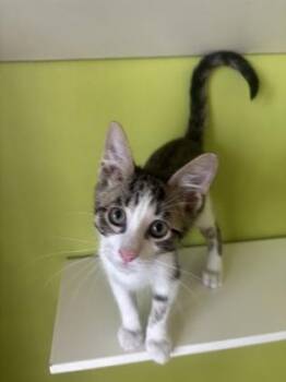 King -  Domestic Medium Hair and Domestic Short Hair Cat for Adoption in New Orleans, Louisiana - King | PetCurious