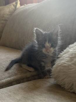 Benny -  Domestic Short Hair Cat for Adoption in Fruit Heights, Utah - Benny | PetCurious