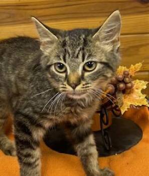 Rescue Tabby Cats for Adoption in Southern Pines, North Carolina - Violin - Sweet Tabby Girl With Lots Of Love To Give | PetCurious