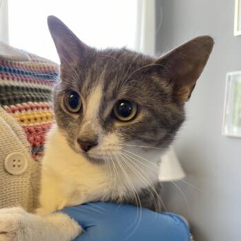 Pipsqueak -  Domestic Short Hair Cat for Adoption in Allentown, Pennsylvania - Pipsqueak | PetCurious