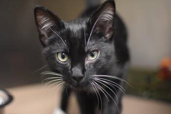Newsboy -  Domestic Short Hair Cat for Adoption in Portland, Oregon - Newsboy | PetCurious