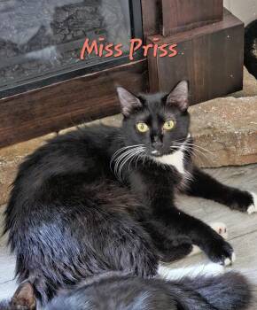 Miss Priss -  Domestic Short Hair Cat for Adoption in Randolph, Alabama - Miss Priss | PetCurious