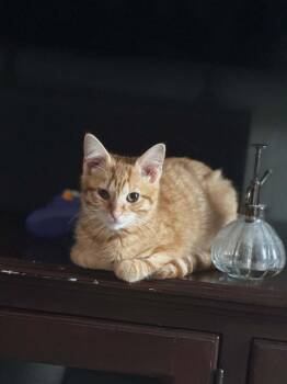 Blue -  Domestic Short Hair Cat for Adoption in Yorktown, Indiana - Blue | PetCurious