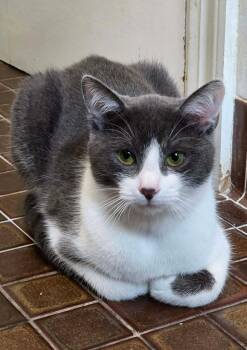 Kitty #113 -  Domestic Short Hair Cat Available for Adoption in Johnston, Rhode Island - Kitty #113 | PetCurious