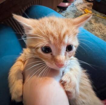 Wander -  Domestic Short Hair Cat for Adoption in Lenexa, Kansas - Wander | PetCurious