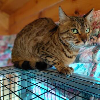 Cleo -  Bengal Cat for Adoption in Littleton, New Hampshire - Cleo | PetCurious