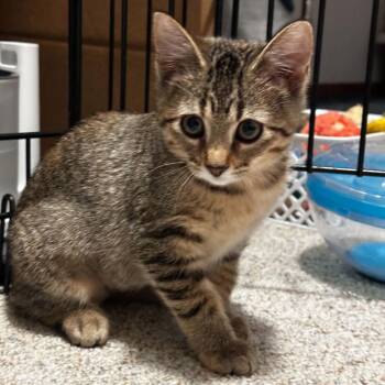 Estelle -  Domestic Short Hair Cat for Adoption in Owatonna, Minnesota - Estelle | PetCurious