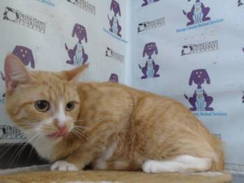 MINDY -  Domestic Short Hair Cat for Adoption in Orlando, Florida - MINDY | PetCurious