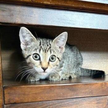 Ash -  Domestic Short Hair Cat for Adoption in Clifton, New Jersey - Ash | PetCurious
