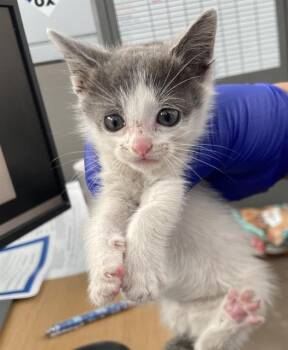 Domestic Short Hair Cats Available for Adoption in Dallas, Texas - GALE | PetCurious