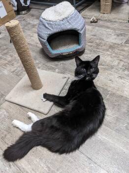 Harry -  Domestic Long Hair Cat for Adoption in Cincinnati, Ohio - Harry | PetCurious