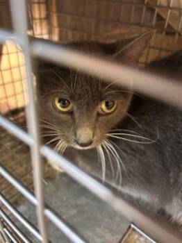 VIVICA -  Domestic Short Hair Cat for Adoption in Louisville, Kentucky - VIVICA | PetCurious