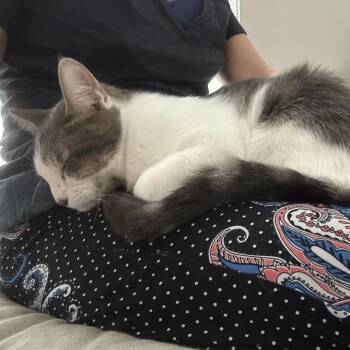 Domestic Short Hair Cats Available for Adoption - Lucy Loo | PetCurious