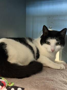 THOMAS -  Domestic Short Hair Cat for Adoption in Boston, Massachusetts - THOMAS | PetCurious