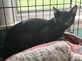 Rex -  Domestic Short Hair Cat for Adoption in Syracuse, New York - Rex | PetCurious