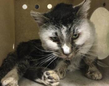 Domestic Short Hair Cats Available for Adoption in Riverside, California - RICKY | PetCurious