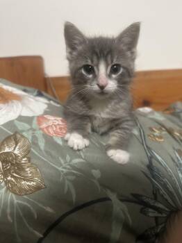 Greaseball -  American Shorthair and Tabby Cat for Adoption in Beach Park, Illinois - Greaseball | PetCurious