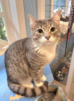 Samson -  Domestic Short Hair Cat for Adoption in Vancouver, Washington - Samson | PetCurious