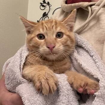 Rescue Domestic Short Hair Cats for Adoption in Suisun City, California - Varric Tethras | PetCurious