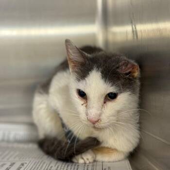 Noir -  Domestic Short Hair Cat for Adoption in Pauls Valley, Oklahoma - Noir | PetCurious