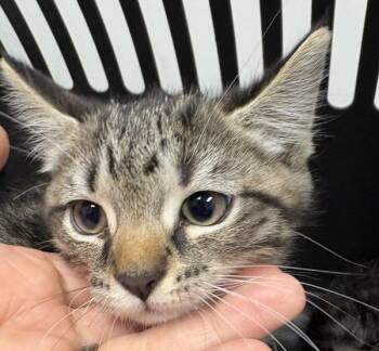 Nf-22 Leland -  Domestic Short Hair Cat for Adoption in Lawrenceville, Georgia - Nf-22 Leland | PetCurious