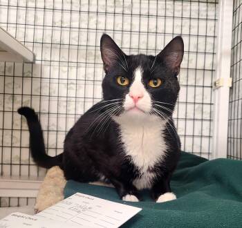 Domestic Short Hair Cats Available for Adoption in Kirkland, Washington - Trip | PetCurious