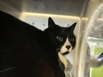 Domestic Medium Hair Cats Available for Adoption in Kent, Washington - KITTY KITTENS | PetCurious