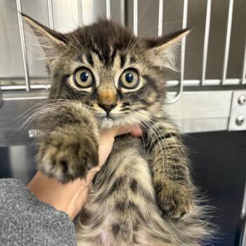 26-287 Adeline -  Domestic Long Hair and Maine Coon Cat for Adoption in North Branford, Connecticut - 26-287 Adeline | PetCurious