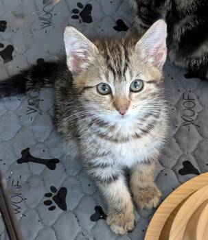 Rescue Siberian and Domestic Medium Hair Cats for Adoption in San Diego, California - Gingerbread | PetCurious
