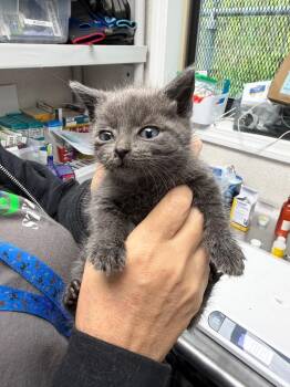 Donatello -  Domestic Short Hair Cat Available for Adoption in Pomona, New York - Donatello | PetCurious