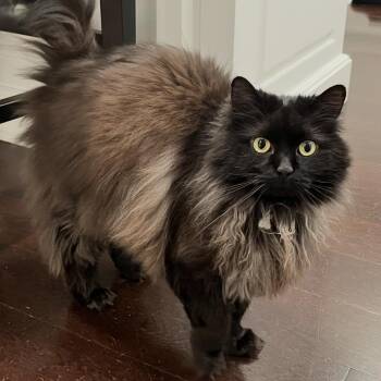 Monkey and Prima (bonded sisters) -  Domestic Long Hair Cat for Adoption in Cortland, New York - Monkey And Prima (bonded Sisters) | PetCurious