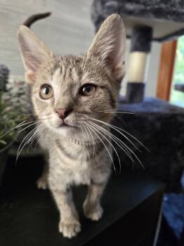 Rescue Domestic Short Hair Cats for Adoption in Chicago, Illinois - Sylvie | PetCurious
