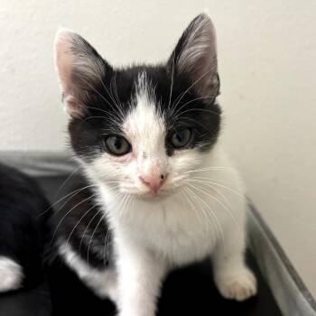 American Shorthair Cats Available for Adoption in Long Beach, California - Kitten 1_3 | PetCurious