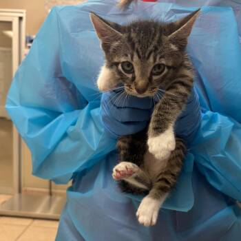 Chimmy -  Domestic Short Hair Cat for Adoption in Birmingham, Alabama - Chimmy | PetCurious